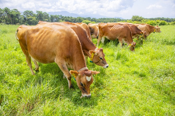 清泉寮ジャージー牧場