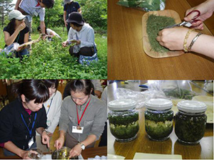 植物療法野外実習