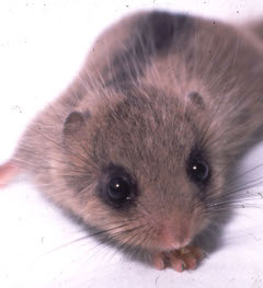 森を守る作業体験